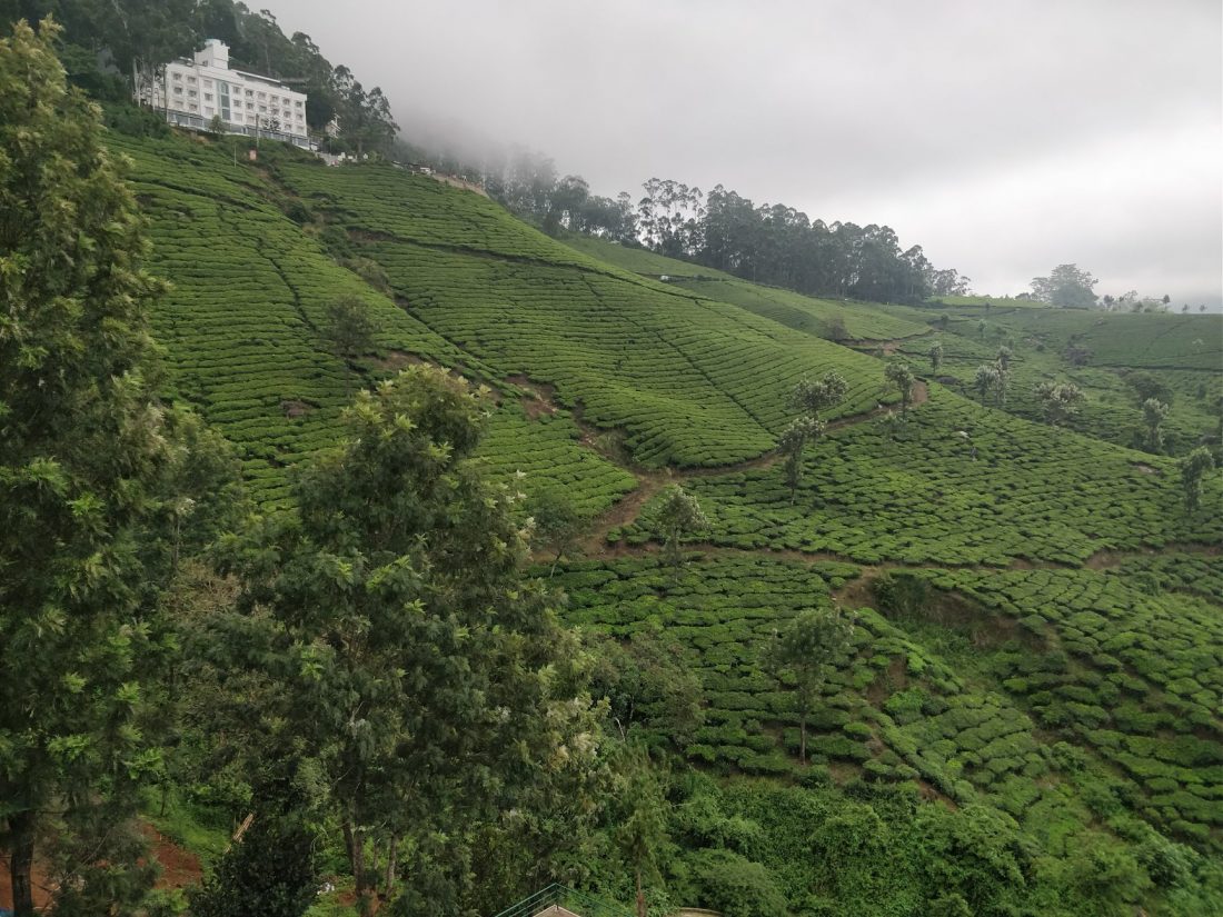 Le piantagioni di tè di Munnar