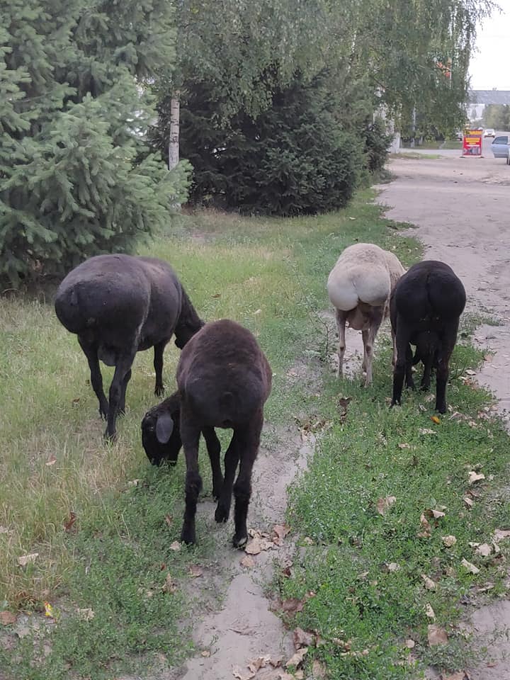 Le capre dal "sedere" grosso tipiche del Kirghizistan e dell'asia centrale