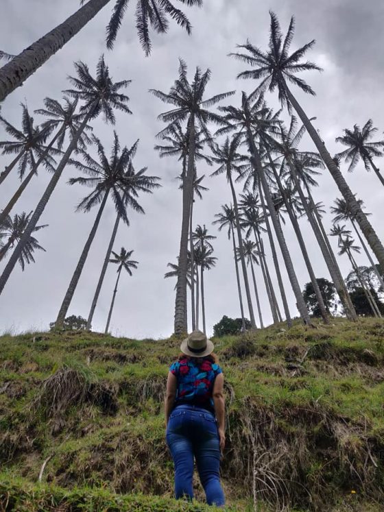La valle di Samaria con le sue iconiche palme da cera in Colombika